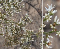 Paronychia rugelii