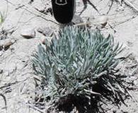 Parthenium alpinum