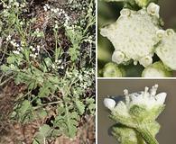 Parthenium confertum