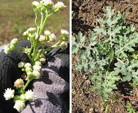 Parthenium hysterophorus