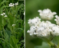 Parthenium integrifolium