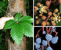 Parthenocissus quinquefolia