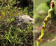 Paspalum blodgettii