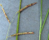 Paspalum monostachyum