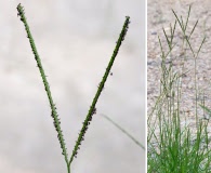 Paspalum notatum