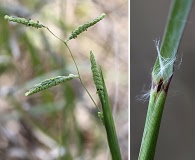 Paspalum praecox