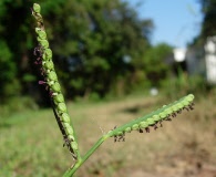 Paspalum pubiflorum