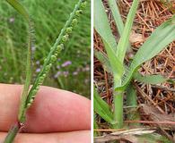 Paspalum setaceum