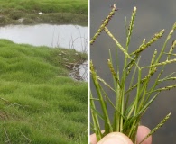 Paspalum vaginatum