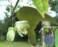 Passiflora biflora