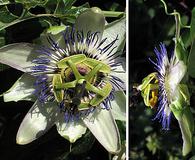 Passiflora caerulea