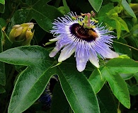 Passiflora edulis