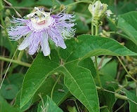 Passiflora incarnata