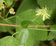 Passiflora lutea