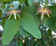 Passiflora mexicana