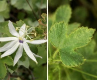 Passiflora palmeri