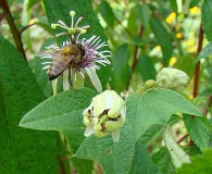 Passiflora sexflora