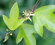 Passiflora suberosa