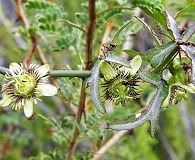 Passiflora tenuiloba