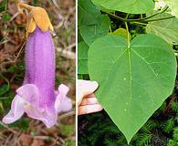 Paulownia tomentosa