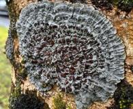 Pectenia plumbea