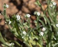 Pectocarya anisocarpa
