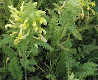 Pedicularis canadensis