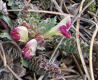 Pedicularis centranthera