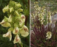 Pedicularis contorta