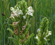 Pedicularis crenulata