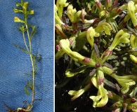 Pedicularis labradorica