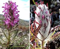 Pedicularis lanata