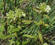 Pedicularis lanceolata