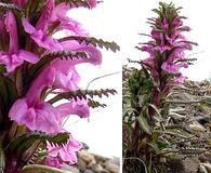 Pedicularis langsdorffii