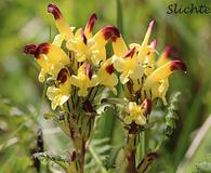 Pedicularis oederi