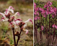 Pedicularis ornithorhyncha