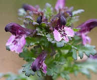 Pedicularis parviflora