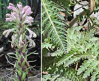 Pedicularis procera