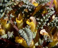 Pedicularis semibarbata