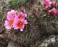 Pediocactus nigrispinus