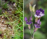 Pediomelum linearifolium