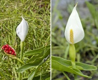 Peltandra sagittifolia