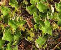 Peltigera aphthosa