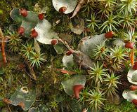 Peltigera didactyla