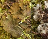 Peltigera evansiana