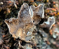 Peltigera lepidophora