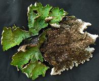 Peltigera leucophlebia