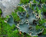 Peltigera malacea