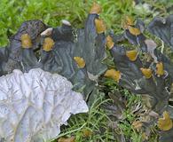 Peltigera membranacea