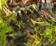 Peltigera neckeri